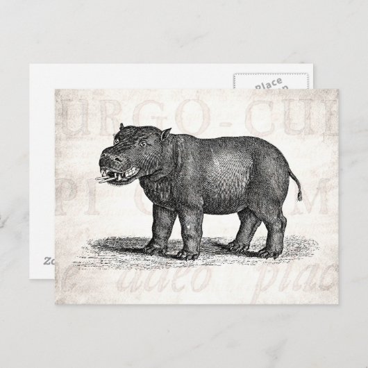  1800s Hippopotamus Illustration - Hippos Briefkaart (Voorkant / Achterkant)