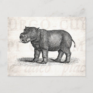  1800s Hippopotamus Illustration - Hippos Briefkaart