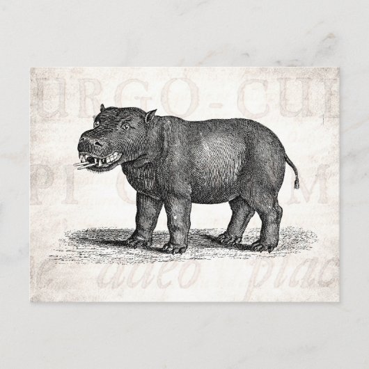  1800s Hippopotamus Illustration - Hippos Briefkaart (Voorkant)