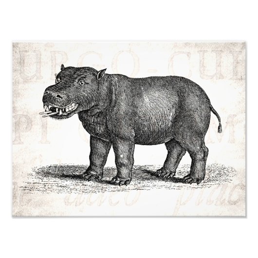  1800s Hippopotamus Illustration - Hippos Foto Afdruk (Voorkant)
