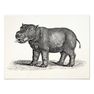  1800s Hippopotamus Illustration - Hippos Foto Afdruk