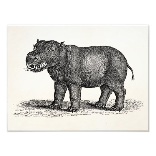 1800s Hippopotamus Illustration - Hippos Foto Afdruk (Voorkant)