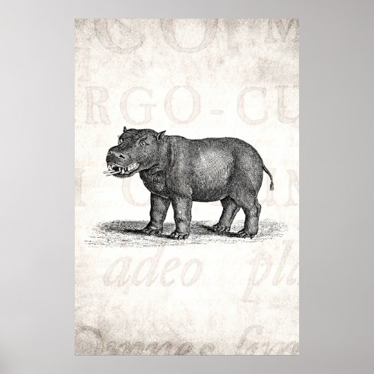  1800s Hippopotamus Illustration - Hippos Poster (Voorkant)