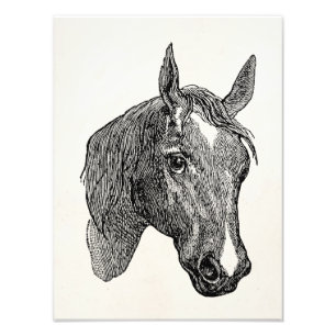  1800s Horse Head Illustration Retro Horses Foto Afdruk