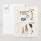 1800s Illustratie kwallen - Jelly Fish Briefkaart (Voorkant / Achterkant)