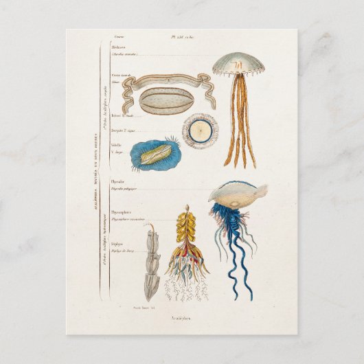  1800s Illustratie kwallen - Jelly Fish Briefkaart (Voorkant)