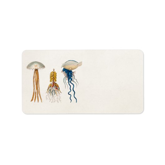  1800s Illustratie kwallen - Jelly Fish Etiket (Voorkant)