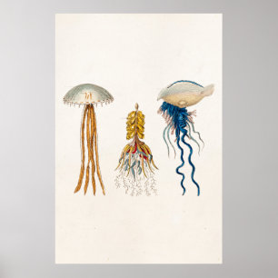 1800s Illustratie kwallen - Jelly Fish Poster