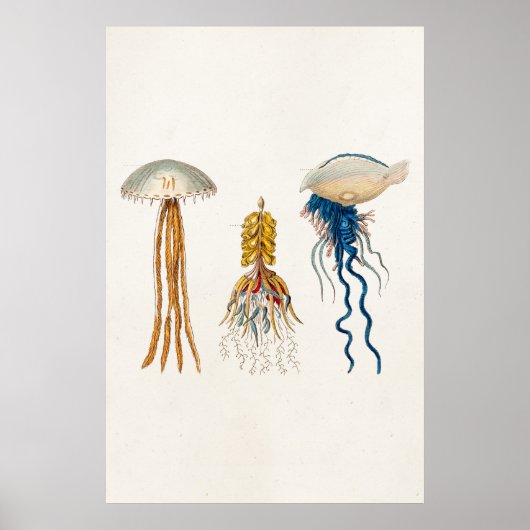  1800s Illustratie kwallen - Jelly Fish Poster (Voorkant)