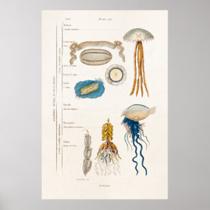 1800s Illustratie kwallen - Jelly Fish Poster