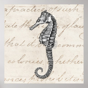 1800s Illustratie van het Hawaiiaanse Zee Paarden Poster