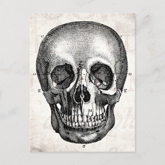 1800s Kull Retro Anatomical Old Drawing Briefkaart (Voorkant)