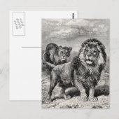  1800s Lion Lionesse Big Cat Illustration Briefkaart (Voorkant / Achterkant)