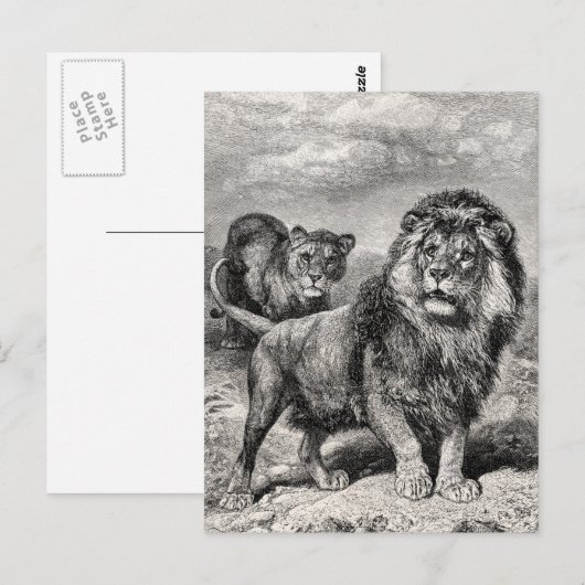  1800s Lion Lionesse Big Cat Illustration Briefkaart (Voorkant / Achterkant)