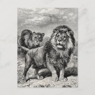 1800s Lion Lionesse Big Cat Illustration Briefkaart