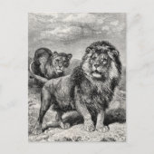  1800s Lion Lionesse Big Cat Illustration Briefkaart (Voorkant)