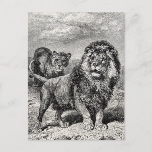 1800s Lion Lionesse Big Cat Illustration Briefkaart (Voorkant)