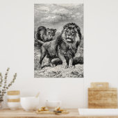  1800s Lion Lionesse Big Cat Illustration Poster (Keuken)