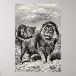  1800s Lion Lionesse Big Cat Illustration Poster