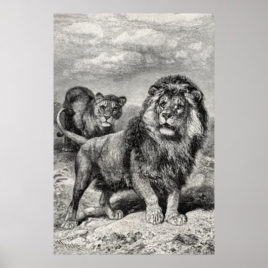  1800s Lion Lionesse Big Cat Illustration Poster (Voorkant)