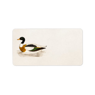 1800s Old Drake Duck Illustration - Ducks Etiket