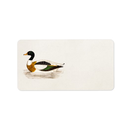 1800s Old Drake Duck Illustration - Ducks Etiket (Voorkant)