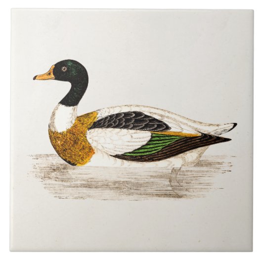  1800s Old Drake Duck Illustration - Ducks Tegeltje (Voorkant)