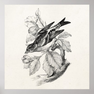  1800s Old Mountain Finch Bird Illustration Poster
