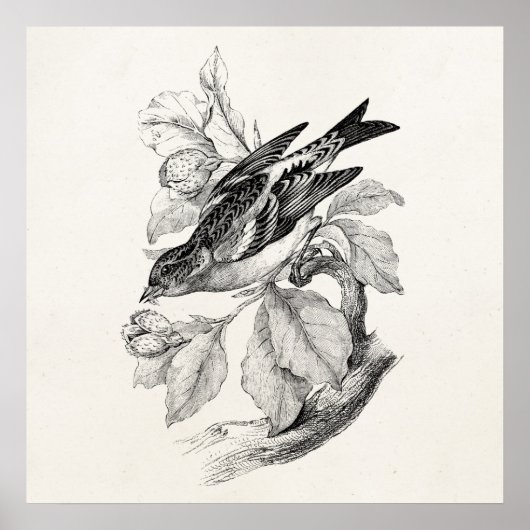 1800s Old Mountain Finch Bird Illustration Poster (Voorkant)
