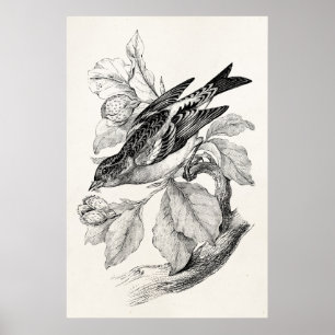 1800s Old Mountain Finch Bird Illustration Poster