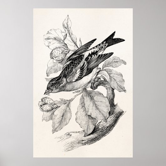  1800s Old Mountain Finch Bird Illustration Poster (Voorkant)