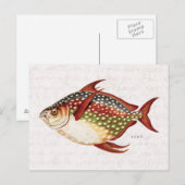  1800s Opah Tropische sportvisserij Briefkaart (Voorkant / Achterkant)