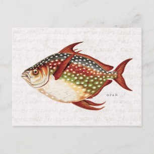 1800s Opah Tropische sportvisserij Briefkaart