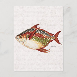 1800s Opah Tropische sportvisserij Briefkaart