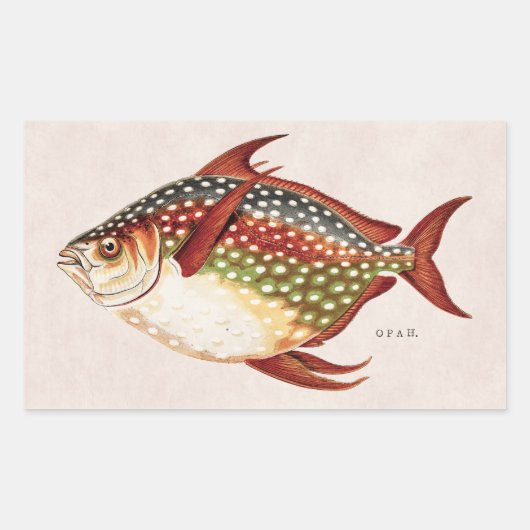  1800s Opah Tropische sportvisserij Rechthoekige Sticker (Voorkant)