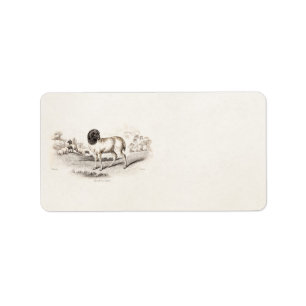 1800s Perzisch Schaap Oud Illustratie Lamb Etiket