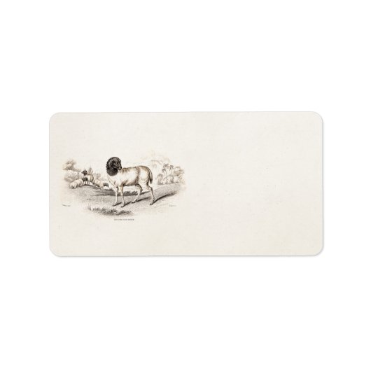 1800s  Perzisch Schaap Oud Illustratie Lamb Etiket (Voorkant)