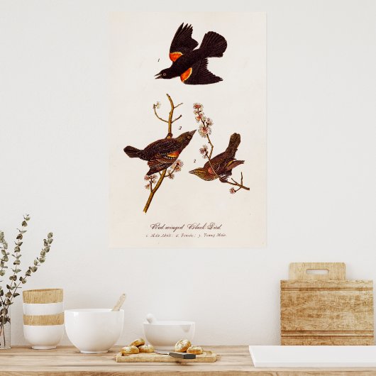 1800s Red Winged Black Birds Illustration Poster (Keuken)