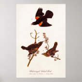1800s Red Winged Black Birds Illustration Poster (Voorkant)