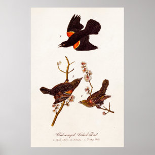  1800s Red Winged Black Birds Illustration Poster