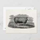 1800s Schapenooi Illustration Retro Wool Briefkaart (Voorkant / Achterkant)