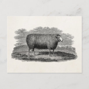  1800s Schapenooi Illustration Retro Wool Briefkaart