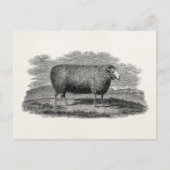 1800s Schapenooi Illustration Retro Wool Briefkaart (Voorkant)