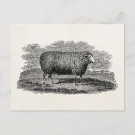 1800s Schapenooi Illustration Retro Wool Briefkaart (Voorkant)