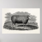 1800s Schapenooi Illustration Retro Wool Poster (Voorkant)