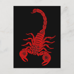  1800s Scorpion Illustration Red Scorpions Briefkaart
