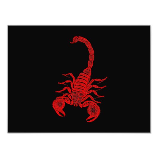  1800s Scorpion Illustration Red Scorpions Foto Afdruk (Voorkant)