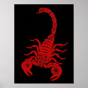  1800s Scorpion Illustration Red Scorpions Poster
