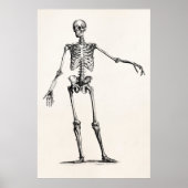 1800s Skelet Retro Anatomy Skeletons Poster (Voorkant)