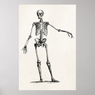  1800s Skelet Retro Anatomy Skeletons Poster